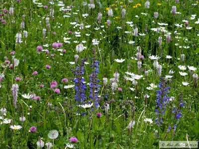 blumenwiese01.JPG