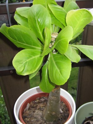 2015-05-21 20.02.57.jpg