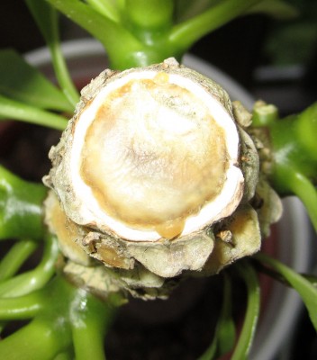 2015-05-21 20.03.45.jpg