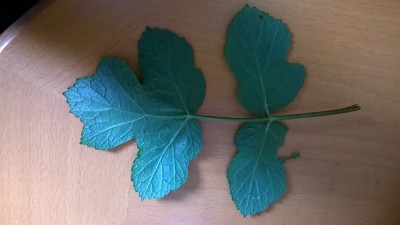blatt2.jpg