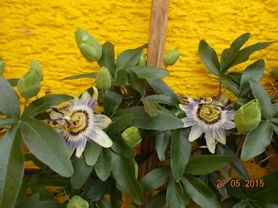 DSCN0993.JPG