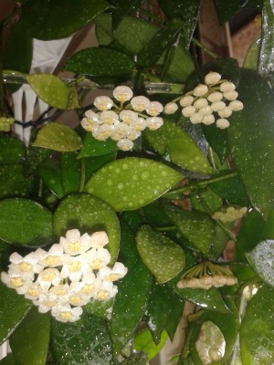 H.lacunosa 7.5.15.jpg