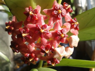 H.lobbii 27.5.15(2).jpg