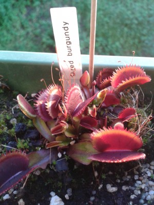Dio.Red Burgundy 27.5.15.jpg
