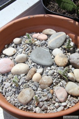 20150529_01.JPG