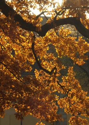 DSCF0643.JPG
