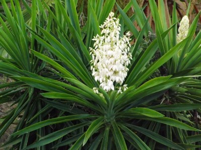 palme blüte.jpg