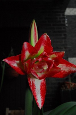 Frühling15 106pp.jpg