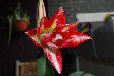 Frühling15 107pp.jpg