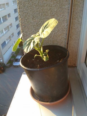 20150527_203337.jpg