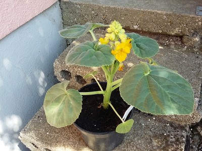 20150528_141152.jpg