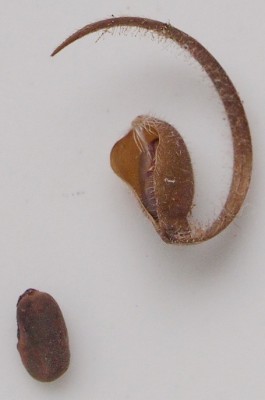 Welcher-Storchschnabel-1.jpg