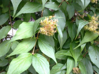 green 048.jpg
