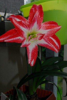 Hippeastrum15 001pp.jpg