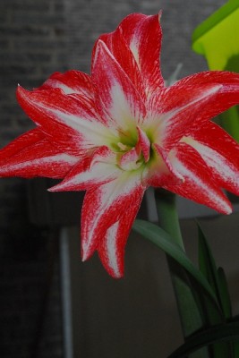Hippeastrum15 002pp.jpg