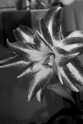 Hippeastrum15 004pp.jpg