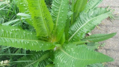 20150530_134702.jpg