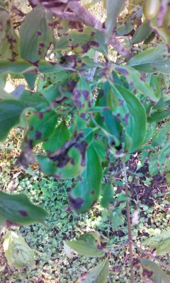 IMG_20150602_185719.jpg