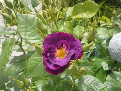 20150531_131143.jpg