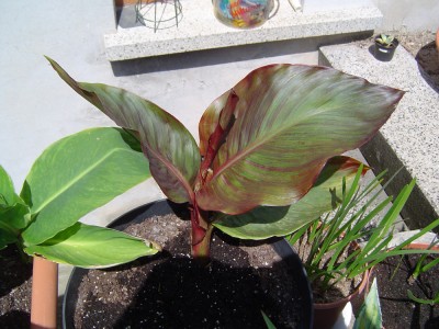 Zwergcanna Pink Sunburst a.jpg