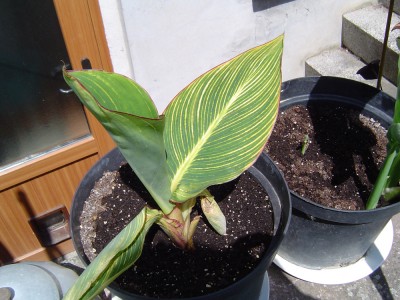 Canna Pretoria a.jpg