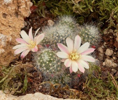Rebutia albiflora 3145-1 (1a).jpg