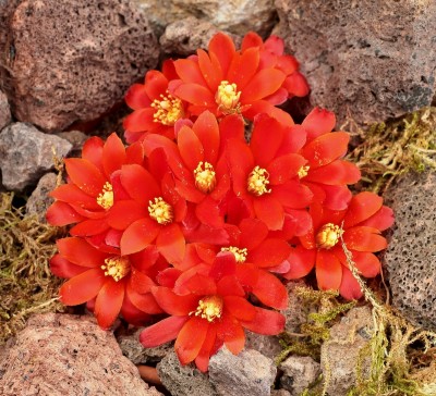 Rebutia fiebrigii 2006-5-3148-5 (4).jpg