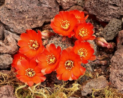 Rebutia steinmannii ´Christinae´ 2007-32-3148-3 (3).jpg