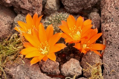 Rebutia spinosissima ´Walteri´ 2010-91-3154-5 (1).jpg