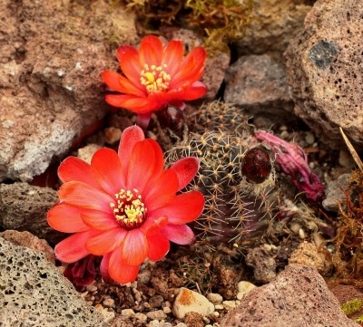 Rebutia ritteri ´Iscayachensis´ 2012-110-3152-2 (2).jpg