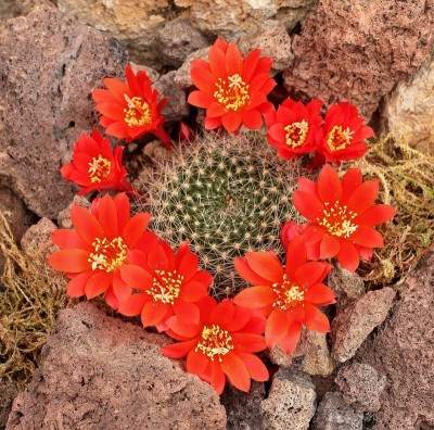 Rebutia 2008-51-3935-1 (1).jpg