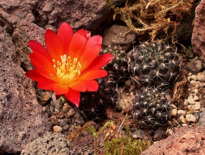 Rebutia padcayensis 2010-85-3837-2 (1).jpg