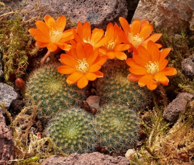 Rebutia spinosissima ´Archibuiningiana´ 2009-80-3154-3 (2).jpg