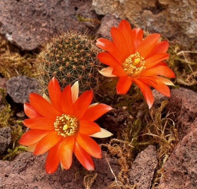 Rebutia 2010-60-3767-1 (3).jpg