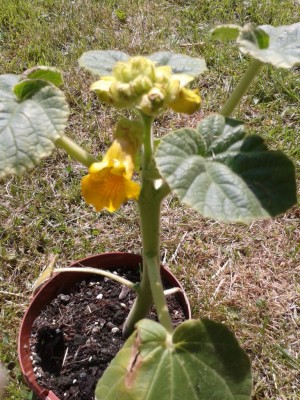 Ibicella 04.06.2015.jpg