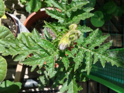 Blüte Litschi-Tomate.jpg