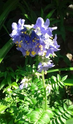Himmelsleiter 04.06.2015.jpg