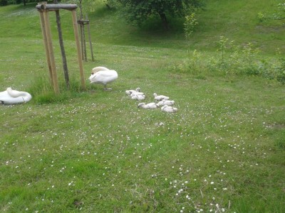 Schwäne mit Nachwuchs.jpg