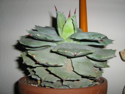 agave 006.jpg