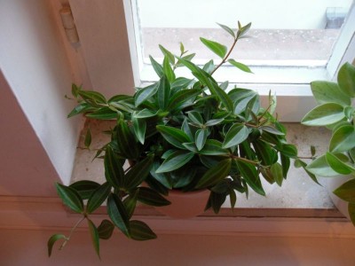 Peperomia quadrangularis_2015-04-10.jpg