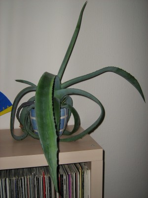 agave 003.jpg