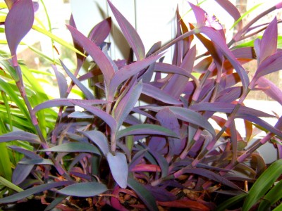 lila Blätter-rosa Blüte-kenn ich nicht? Tradescantia pallida ·  Pflanzenbestimmung & Pflanzensuche · GREEN24 Pflanzen & Garten Forum