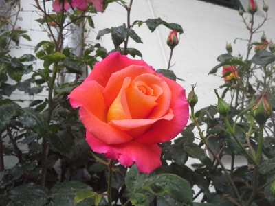 20150606_172622.jpg