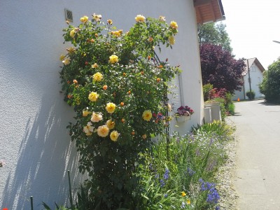 20150606_121107.jpg