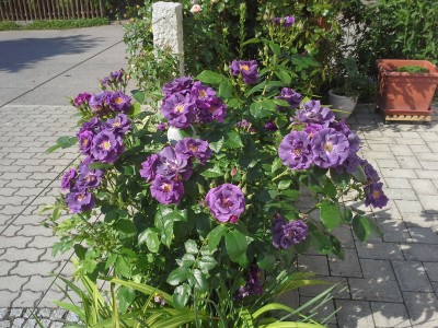 20150605_091751.jpg