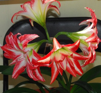 Hippeastrum15 005pp.jpg