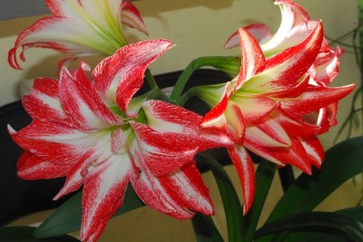 Hippeastrum15 006pp.jpg
