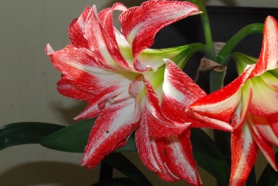 Hippeastrum15 009pp.jpg