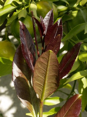 150531_citrus_limon_austrieb.jpg