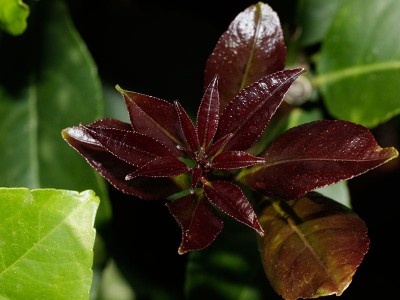 150517_citrus_limon_austrieb.jpg